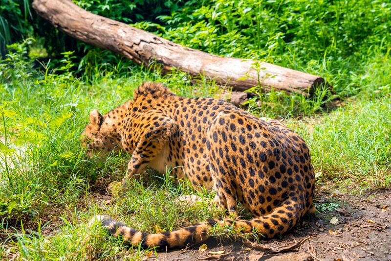 Дикі кішки теж їдять траву