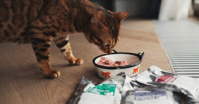 Годування кішок з нирковою недостатністю