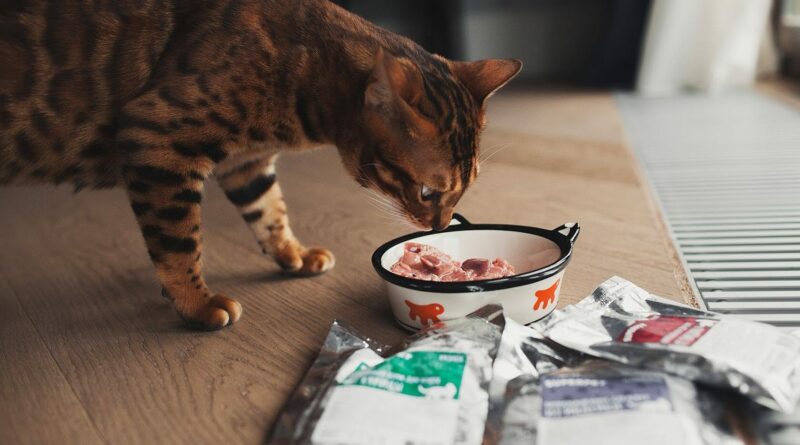 Годування кішок з нирковою недостатністю