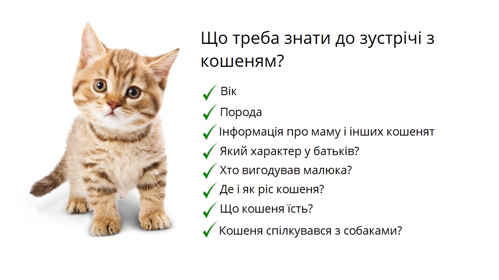 Головна інформація про кошеня