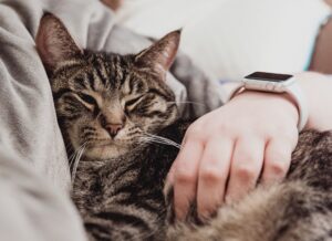 Інфекції верхніх дихальних шляхів у кішок.