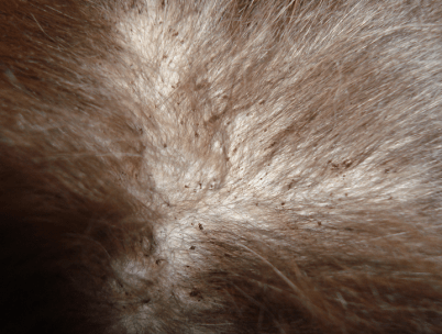 Ознаки бліх - відходи їх життєдіяльності в шерсті кошеня