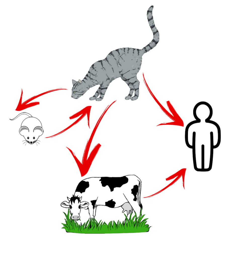 Поширення токсоплазмозу