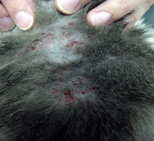 Реакція шкіри кошеня на укуси бліх