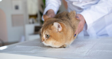 Рецептурні корми: правда про лікувальне харчування