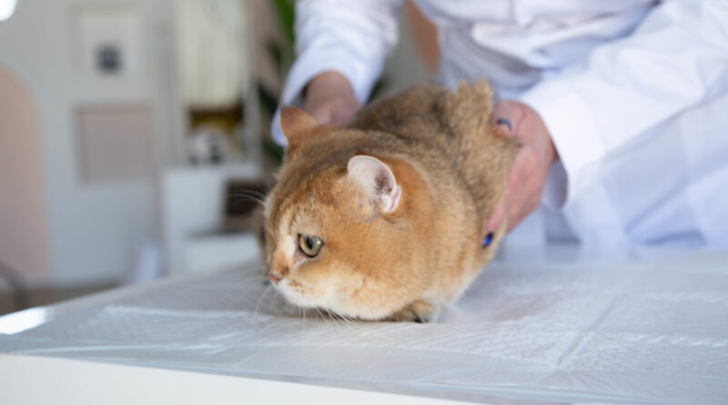 Рецептурні корми: правда про лікувальне харчування