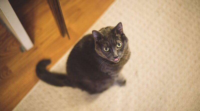 Що таке система харчування BAFRINO