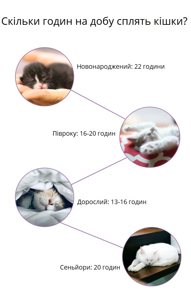Скільки годин на добу сплять кішки