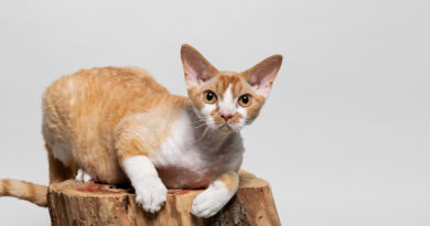 Скільки сплять кішки