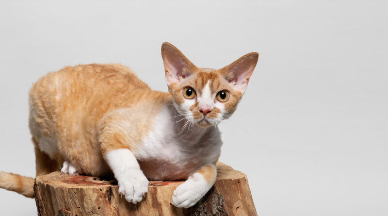 Скільки сплять кішки