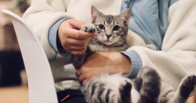 Стерилізація і кастрація кошеня