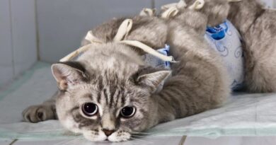 Sterilization ntawm miv: leej twg xav tau nws ntau - miv los yog tus tswv