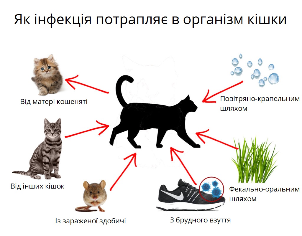 Так кішки заражаються інфекціями
