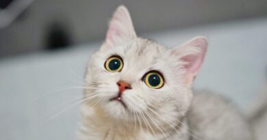 Токсоплазмоз у кішок