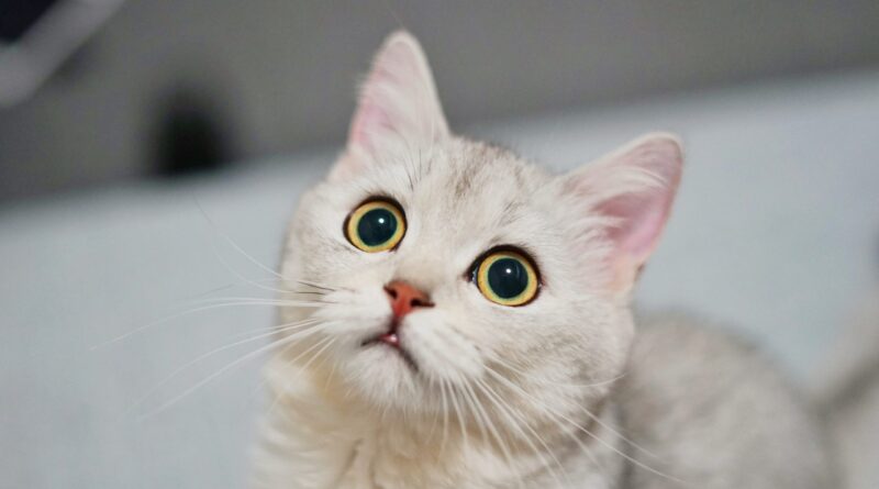 Токсоплазмоз у кішок