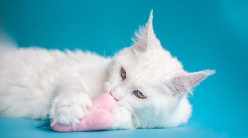 Топ найпопулярніших порід кішок в світі