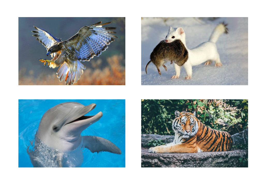 Ці тварини належать до облігатних хижаків