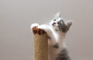 Як відучити кошеня точити кігті о меблі?