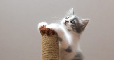 Як відучити кошеня точити кігті о меблі