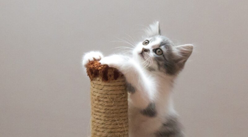 Як відучити кошеня точити кігті о меблі