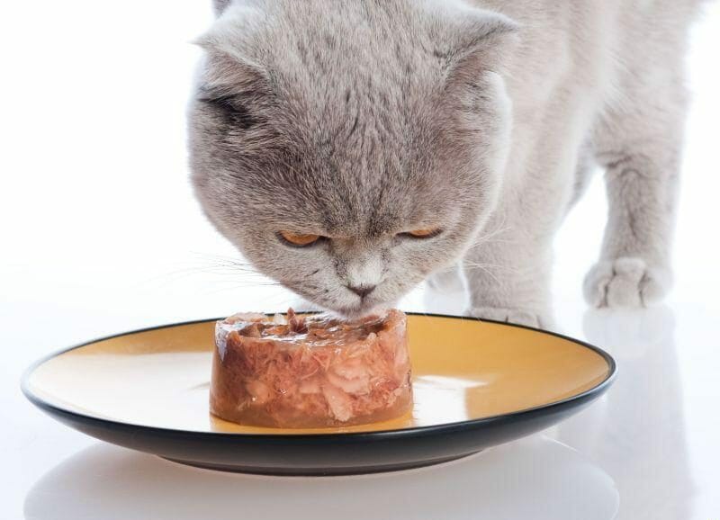 Вологий корм, більш привабливий для котів