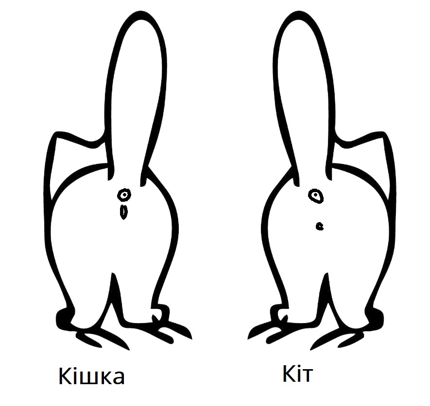 Визначити стать кошеня