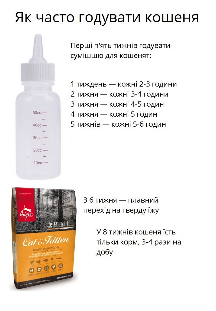 Як часто годувати кошеня