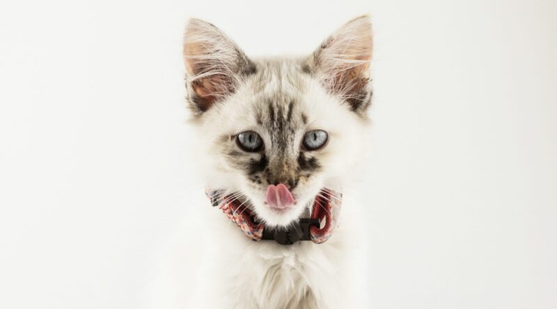 Як годувати кошеня правильно