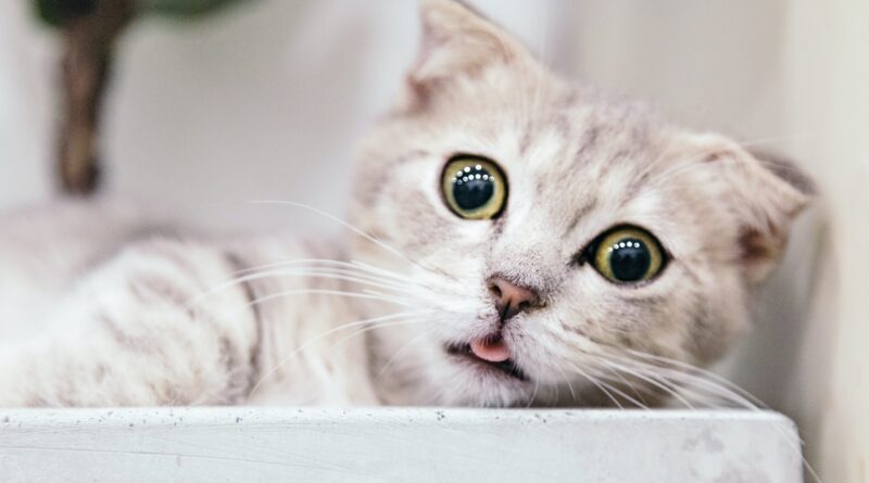 Як назвати кошеня і привчити його до імені