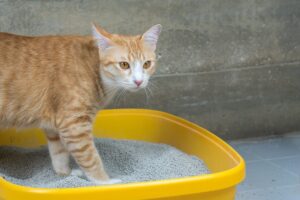 Як неякісний сухий корм впливає на сечовипускання кішки.