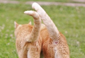 Як подружити котів: повне керівництво.