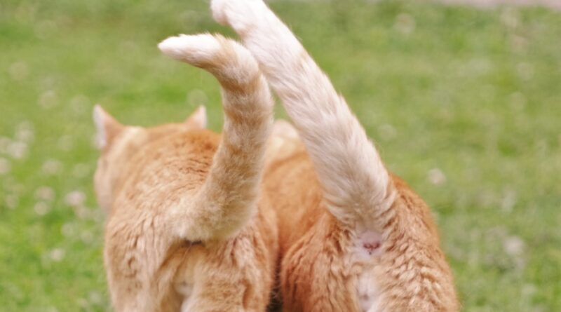 Як подружити котів: повне керівництво