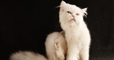 Як позбавити кошеня від бліх