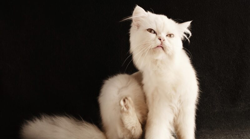 Як позбавити кошеня від бліх