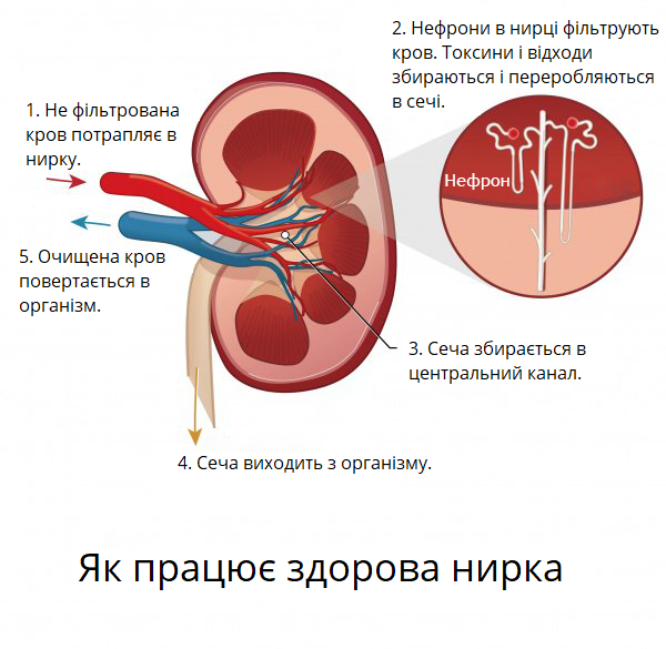 Як працює здорова нирка