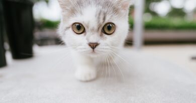 Як привчити кошеня до лотка