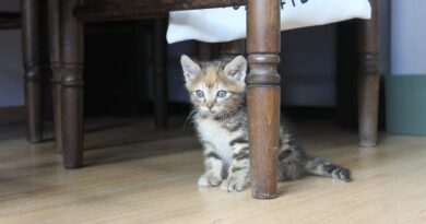 Як привчити кошеня до нового будинку