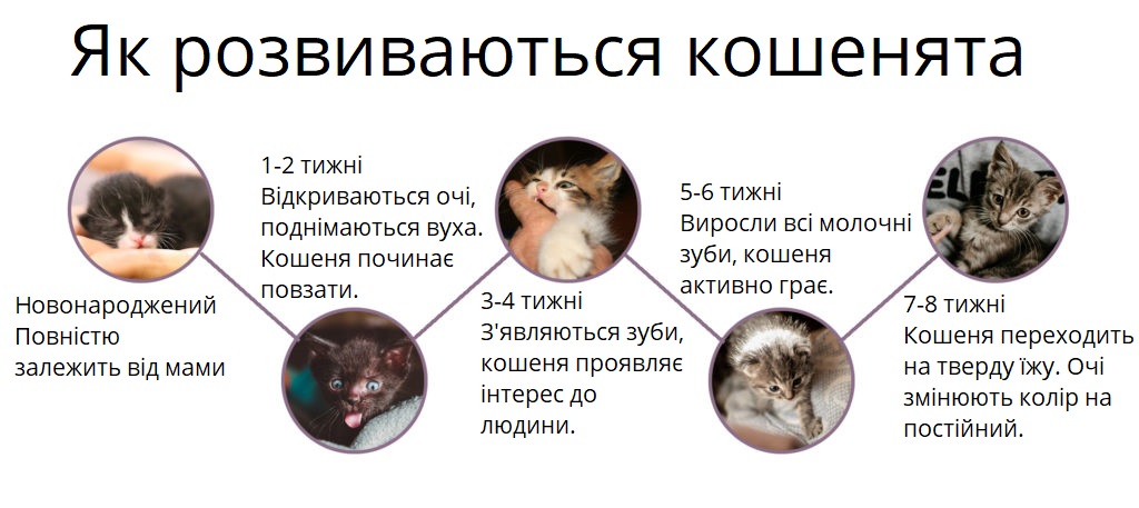 Як розвиваються кошенята