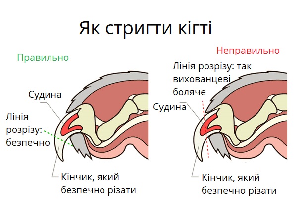 Як правильно стригти кігті кошеняті