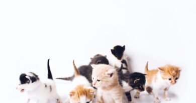 Come scegliere un gattino