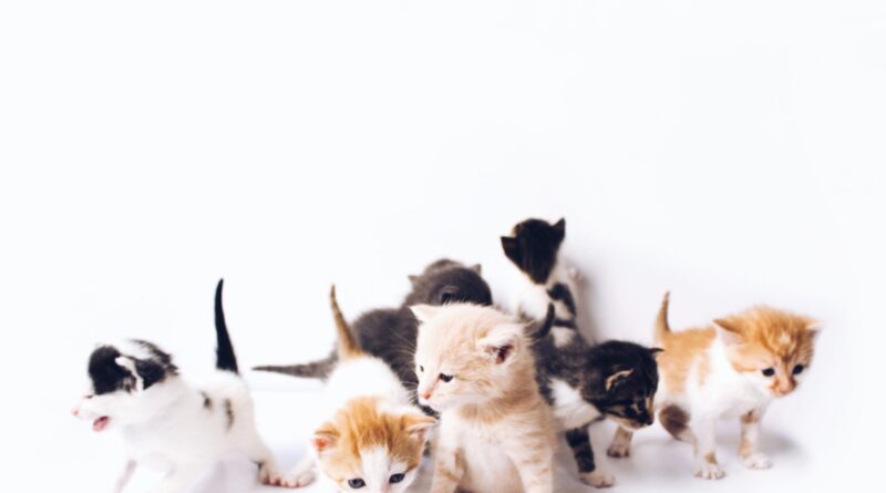 Як вибрати кошеня