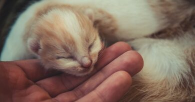 Як вигодувати кошеня