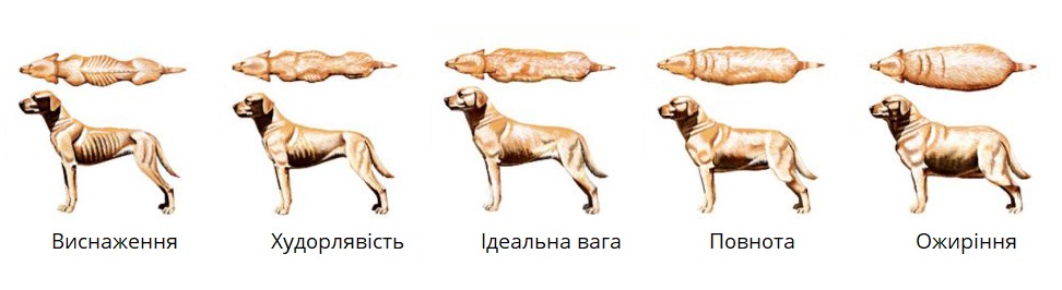 Як визначити стан тіла собаки візуально