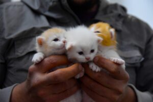 Як визначити стать кошеня?