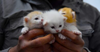 Як визначити стать кошеня