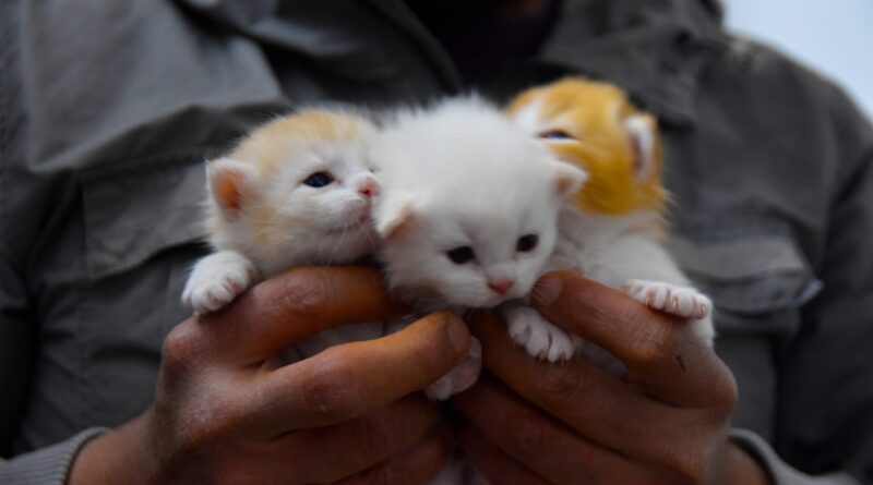 Як визначити стать кошеня