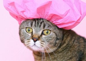 Як визначити вік кошеня?