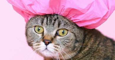 Як визначити вік кошеня