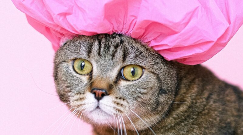 Як визначити вік кошеня