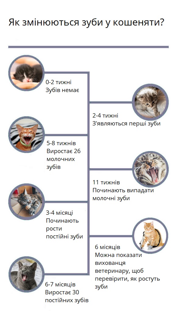 Як змінюються зуби у кошеняти